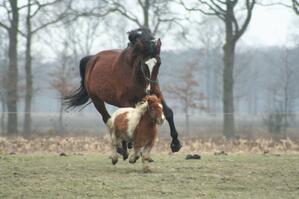 Horse-and-pony